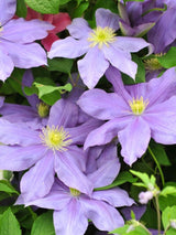 Clematis 'Fujimusume' | Waldrebe im Onlineshop der Bohlken Baumschulen