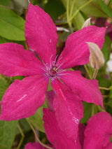 Clematis 'Rüütel' | Waldrebe im Onlineshop der Bohlken Baumschulen