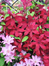 Clematis 'Rüütel' | Waldrebe im Onlineshop der Bohlken Baumschulen