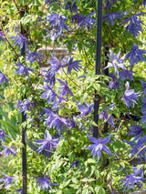 Alpen-Waldrebe | Clematis alpina | kaufen im Onlineshop der Bohlken Baumschulen
