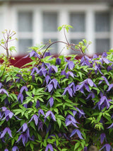 Alpen-Waldrebe | Clematis alpina | kaufen im Onlineshop der Bohlken Baumschulen