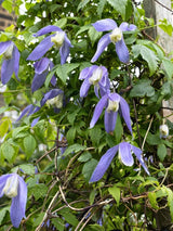 Alpen-Waldrebe | Clematis alpina | kaufen im Onlineshop der Bohlken Baumschulen