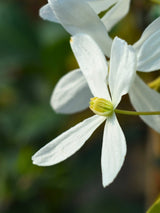 Immergrüne Waldrebe | Clematis armandii | kaufen im Onlineshop der Bohlken Baumschulen