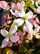 Immergrüne Waldrebe 'Apple Blossom' | Clematis armandii 'Apple Blossom' im Onlineshop der Bohlken Baumschulen