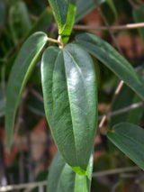 Immergrüne Waldrebe 'Apple Blossom' | Clematis armandii 'Apple Blossom' im Onlineshop der Bohlken Baumschulen