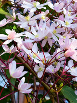 Immergrüne Waldrebe 'Apple Blossom' | Clematis armandii 'Apple Blossom' im Onlineshop der Bohlken Baumschulen