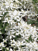 Immergrüne Waldrebe 'Snowdrift' | Clematis armandii 'Snowdrift' im Onlineshop der Bohlken Baumschulen