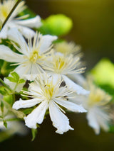 Clematis fargesioides 'Summer Snow' / 'Paul Farges' | Waldrebe im Onlineshop der Bohlken Baumschulen