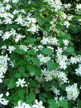Clematis fargesioides 'Summer Snow' / 'Paul Farges' | Waldrebe  im Onlineshop der Bohlken Baumschulen