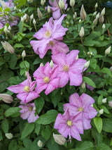 Waldrebe 'Comtesse de Bouchaud' | Clematis hybride 'Comtesse de Bouchaud' im Onlineshop der Bohlken Baumschulen