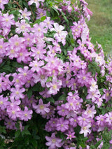 Waldrebe 'Comtesse de Bouchaud' | Clematis hybride 'Comtesse de Bouchaud' im Onlineshop der Bohlken Baumschulen