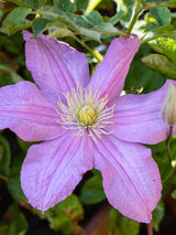 Waldrebe 'Comtesse de Bouchaud' | Clematis hybride 'Comtesse de Bouchaud' im Onlineshop der Bohlken Baumschulen
