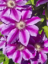Waldrebe 'Dr. Ruppel' | Clematis hybride 'Dr. Ruppel' im Onlineshop der Bohlken Baumschulen