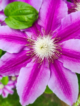 Waldrebe 'Dr. Ruppel' | Clematis hybride 'Dr. Ruppel' im Onlineshop der Bohlken Baumschulen
