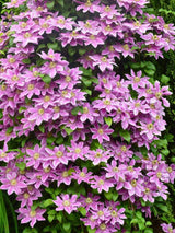 Waldrebe 'Dr. Ruppel' | Clematis hybride 'Dr. Ruppel' im Onlineshop der Bohlken Baumschulen