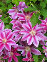 Waldrebe 'Dr. Ruppel' | Clematis hybride 'Dr. Ruppel' im Onlineshop der Bohlken Baumschulen