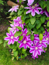 Waldrebe 'Dr. Ruppel' | Clematis hybride 'Dr. Ruppel' im Onlineshop der Bohlken Baumschulen