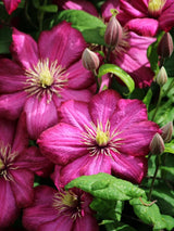 Waldrebe 'Ernest Markham' | Clematis hybride 'Ernest Markham' im Onlineshop der Bohlken Baumschulen