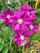 Waldrebe 'Ernest Markham' | Clematis hybride 'Ernest Markham' im Onlineshop der Bohlken Baumschulen