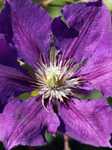 Waldrebe 'Gipsy Queen' | Clematis hybride 'Gipsy Queen' im Onlineshop der Bohlken Baumschulen
