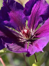 Waldrebe 'Gipsy Queen' | Clematis hybride 'Gipsy Queen' im Onlineshop der Bohlken Baumschulen