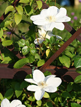 Waldrebe 'Guernsey Cream' | Clematis hybride 'Guernsey Cream' im Onlineshop der Bohlken Baumschulen