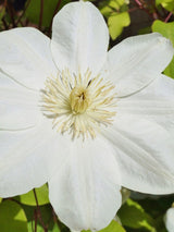 Waldrebe 'Guernsey Cream' | Clematis hybride 'Guernsey Cream' im Onlineshop der Bohlken Baumschulen
