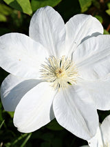 Waldrebe 'Guernsey Cream' | Clematis hybride 'Guernsey Cream' im Onlineshop der Bohlken Baumschulen