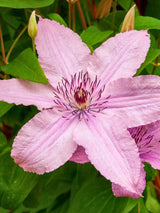 Waldrebe 'Hagley Hybrid' | Clematis hybride 'Hagley Hybrid' im Onlineshop der Bohlken Baumschulen