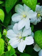 Waldrebe 'Madame Le Coultre' | Clematis hybride 'Madame Le Coultre' | kaufen im Onlineshop der Bohlken Baumschulen