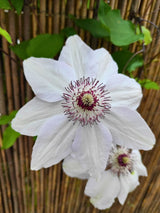 Waldrebe 'Miss Bateman' | Clematis hybride 'Miss Bateman' | kaufen im Onlineshop der Bohlken Baumschulen