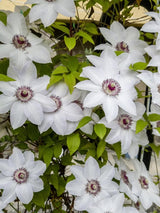 Waldrebe 'Miss Bateman' | Clematis hybride 'Miss Bateman' | kaufen im Onlineshop der Bohlken Baumschulen