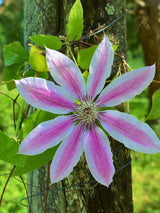 Waldrebe 'Nelly Moser' | Clematis hybride 'Nelly Moser' | kaufen im Onlineshop der Bohlken Baumschulen