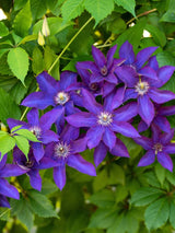 Waldrebe 'The President' | Clematis Hybride 'The President' | kaufen im Onlineshop der Bohlken Baumschulen