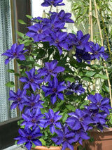 Waldrebe 'The President' | Clematis Hybride 'The President' | kaufen im Onlineshop der Bohlken Baumschulen