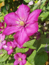 Waldrebe 'Ville de Lyon' | Clematis Hybride 'Ville de Lyon' | kaufen im Onlineshop der Bohlken Baumschulen