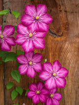 Waldrebe 'Ville de Lyon' | Clematis Hybride 'Ville de Lyon' | kaufen im Onlineshop der Bohlken Baumschulen