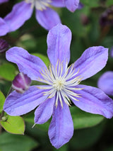 Stauden-Clematis 'Arabella' | Clematis integrifolia 'Arabella' | kaufen im Onlineshop der Bohlken Baumschulen