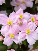 Berg-Waldrebe 'Elizabeth' | Clematis montana 'Elizabeth' | kaufen im Onlineshop der Bohlken Baumschulen