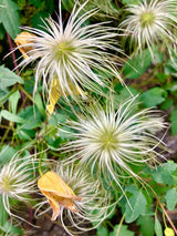 Gold-Waldrebe | Clematis tangutica im Onlineshop der Bohlken Baumschulen kaufen
