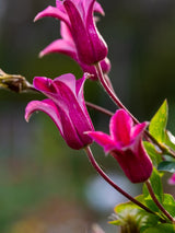 Texanische Waldrebe | Clematis texensis 'Princess Diana' | kaufen im Onlineshop der Bohlken Baumschulen