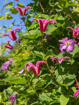 Texanische Waldrebe | Clematis texensis 'Princess Diana' | kaufen im Onlineshop der Bohlken Baumschulen