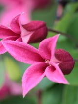 Texanische Waldrebe | Clematis texensis 'Princess Diana' | kaufen im Onlineshop der Bohlken Baumschulen