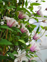 Texanische Waldrebe | Clematis texensis 'Princess Kate' | kaufen im Onlineshop der Bohlken Baumschulen