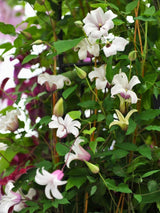 Texanische Waldrebe | Clematis texensis 'Princess Kate' | kaufen im Onlineshop der Bohlken Baumschulen