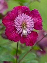 Waldrebe 'Avant-Garde' | Clematis viticella 'Avant-Garde' TM kaufen im Onlineshop der Bohlken Baumschulen