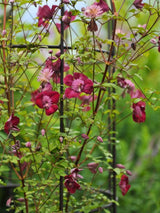 Waldrebe 'Avant-Garde' | Clematis viticella 'Avant-Garde' TM kaufen im Onlineshop der Bohlken Baumschulen