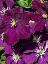 Clematis viticella 'Etoile Violette' | Italienische Waldrebe | kaufen im Onlineshop der Bohlken Baumschulen
