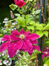 Clematis viticella 'Madame Julia Correvon' | Italienische Waldrebe im Onlineshop der Bohlken Baumschulen