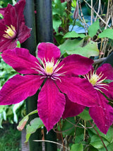 Clematis viticella 'Madame Julia Correvon' | Italienische Waldrebe im Onlineshop der Bohlken Baumschulen